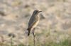 Redstart at Gunners Park (Steve Arlow) (146246 bytes)